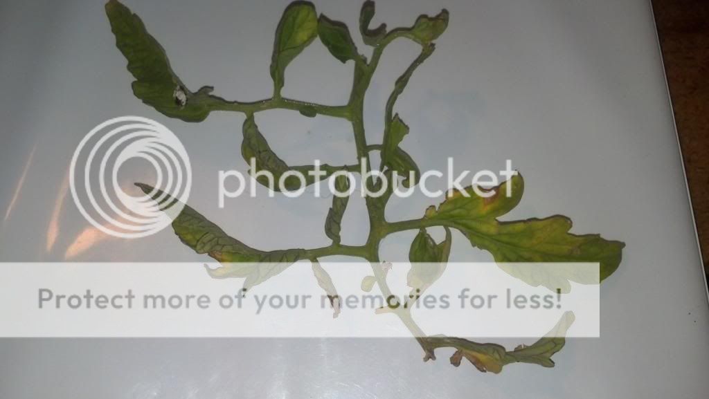  photo IMG_20140522_143201_551_zpsixn69re8.jpg